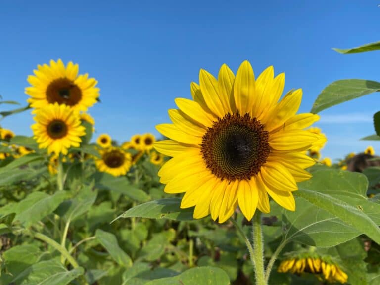 backyard sunflower fence