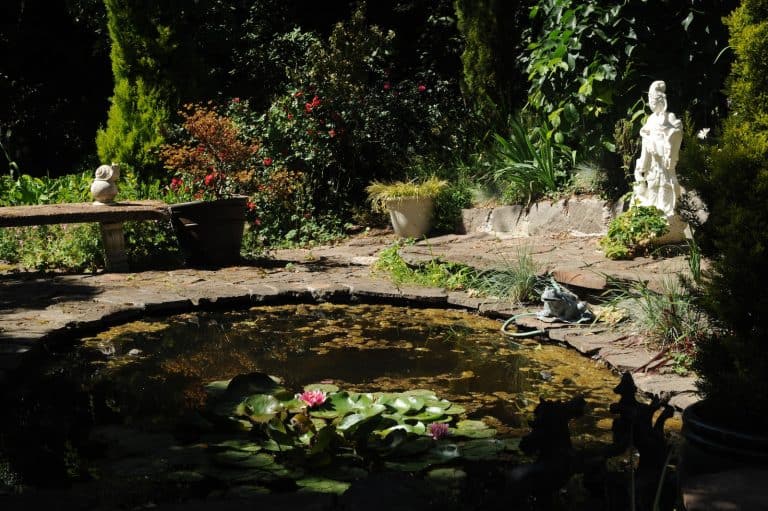 How to make a frog pond in your backyard