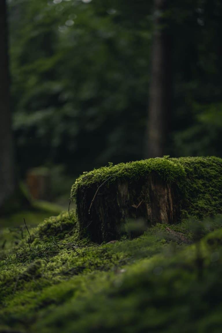 How to Grow Moss Between Pavers