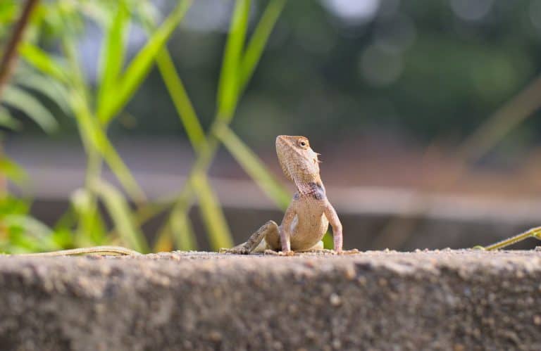 how long do garden lizards live
