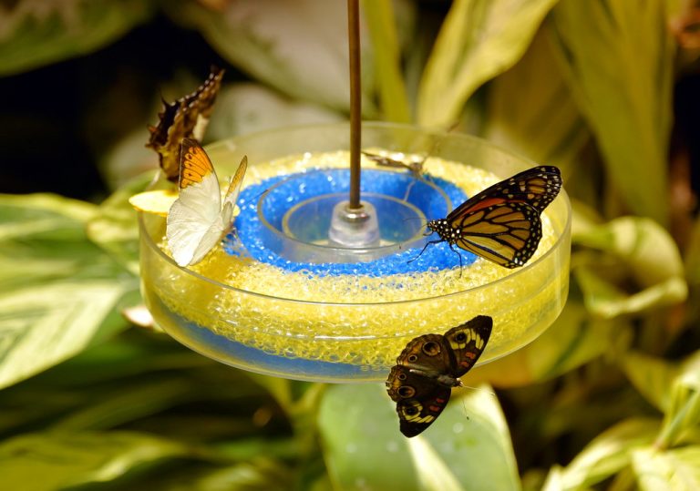 butterfly feeder