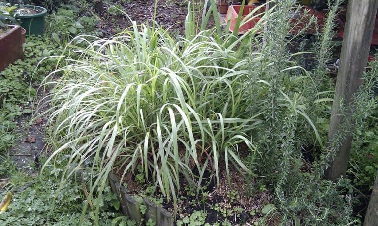 lemongrass planter ideas