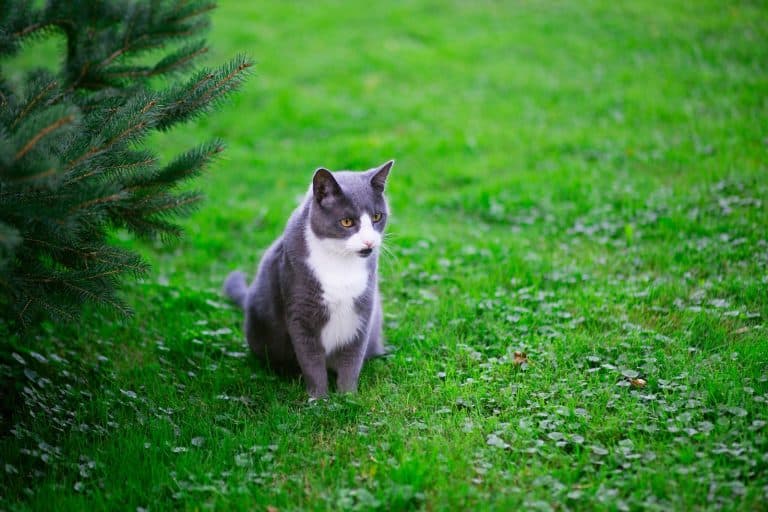 backyard pet-friendly landscaping