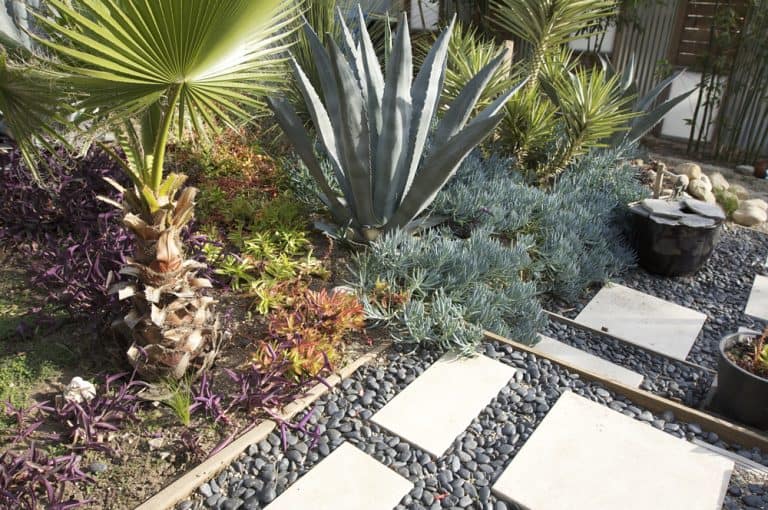 backyard drought-resistant garden ideas
