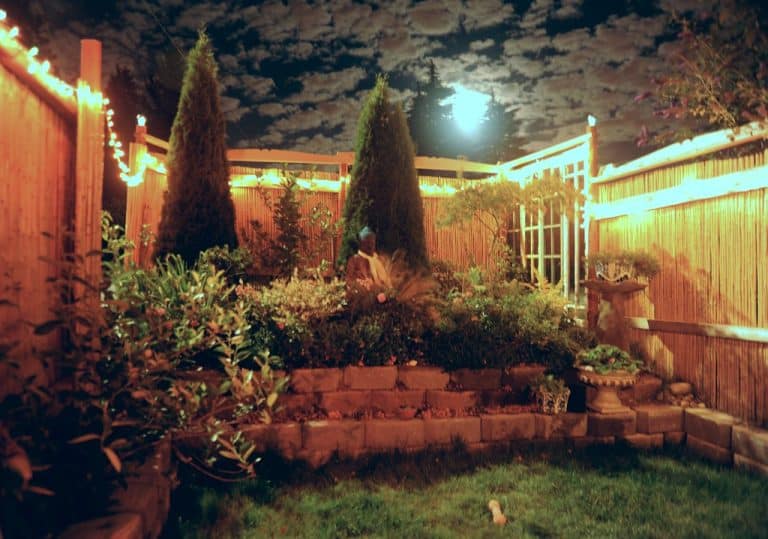 moonlight garden