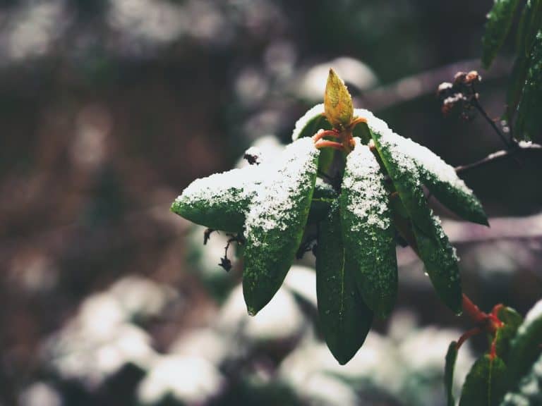winter garden protection