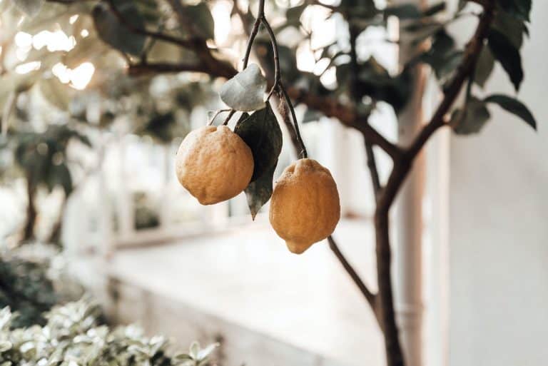 backyard citrus orchard