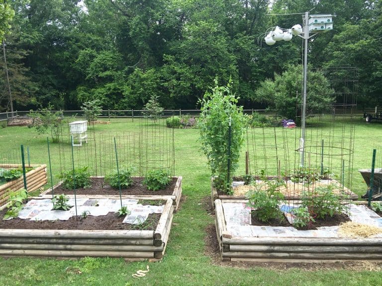 vegetable ground cover