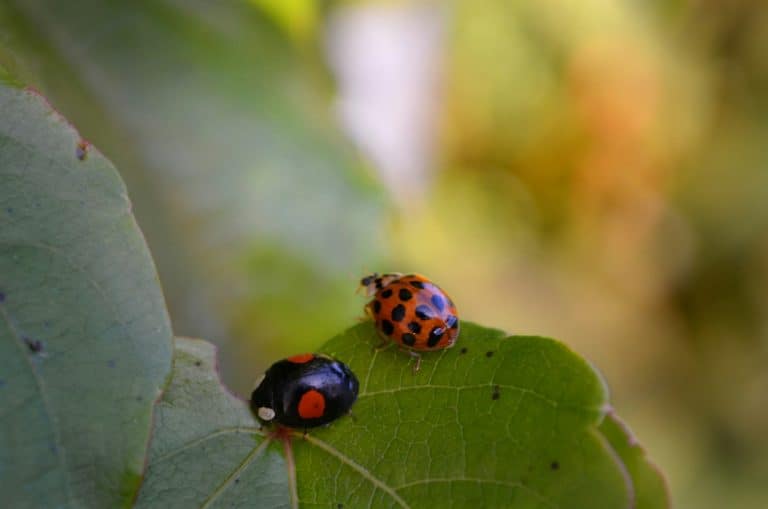 attracting ladybugs