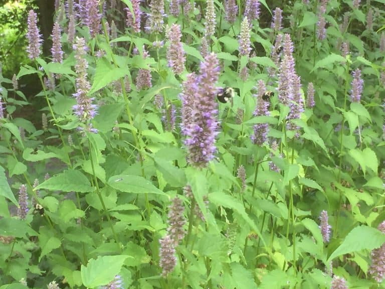 perennial herbs for bees and butterflies