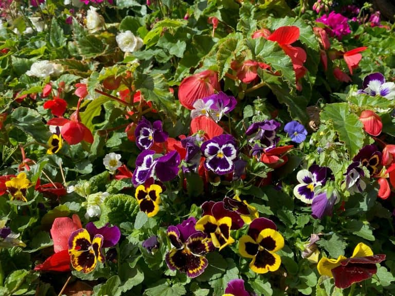 Companion Plants for Pest Control