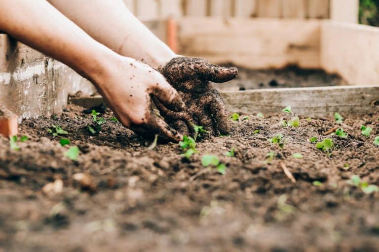 How Home Gardening Boosts Diet Quality and Mental Health